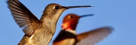 26 maart - 16 mei: Landen op je eigen plek - energie voor 52 dagen